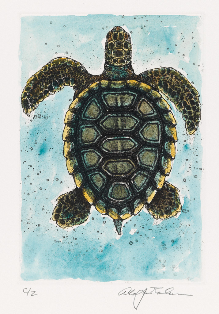 (CHELONIIDAE PRESS.) Goodrich, S. G. Cheloniidae: Sea Turtles.